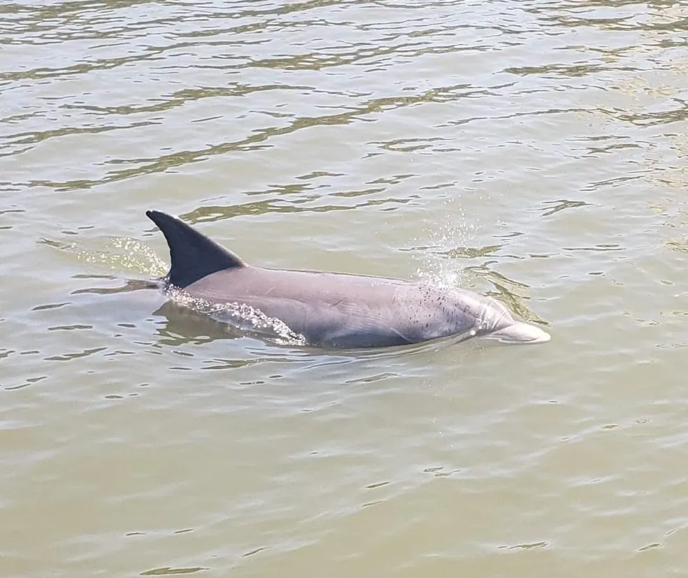 Dolphin swimming in the water